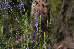 Veronica arenaria