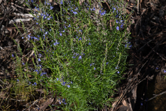 Veronica arenaria