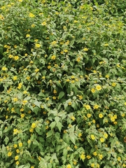 Leptocarpha rivularis