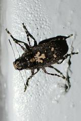 Sphinctotropis paviei
