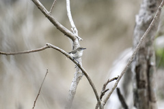 Gerygone magnirostris