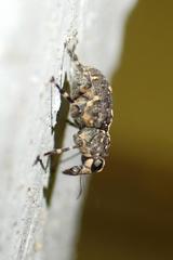 Sphinctotropis paviei