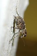 Sphinctotropis paviei