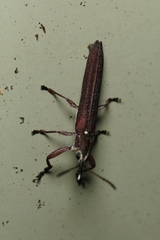 Araiobelus