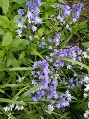 Hyacinthoides