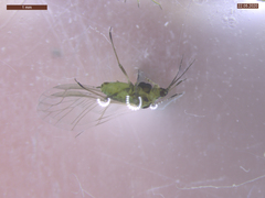 Cavariella aegopodii