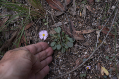 Brachyscome microcarpa