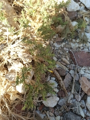 Chiliadenus iphionoides