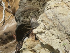 Monticola solitarius philippensis