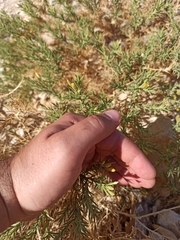 Chiliadenus iphionoides