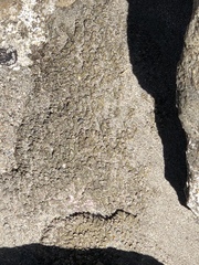 Phragmatopoma caudata