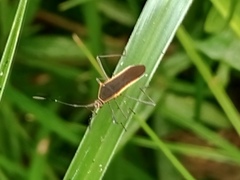 Plapigus circumcinctus