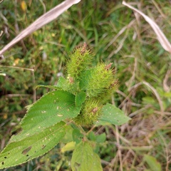 Acalypha arvensis