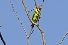 Psittacula cyanocephala