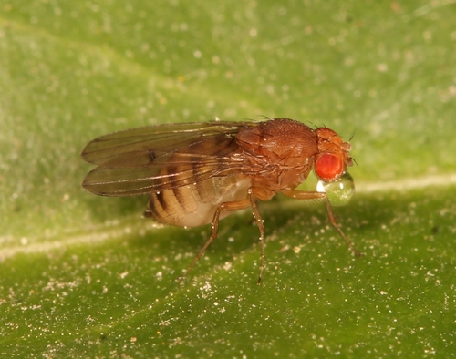 Drosophila immigrans Sturtevant, 1921