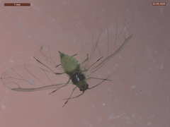 Cavariella aegopodii