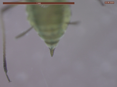 Cavariella aegopodii