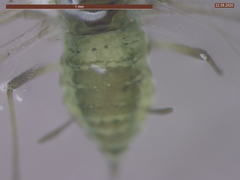 Cavariella aegopodii