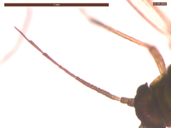 Cavariella aegopodii