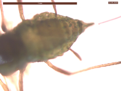 Cavariella aegopodii