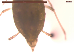 Cavariella aegopodii