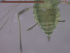 Cavariella aegopodii