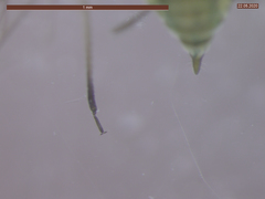 Cavariella aegopodii