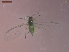 Cavariella aegopodii