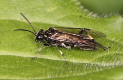 Macrophya alboannulata