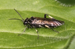 Macrophya alboannulata
