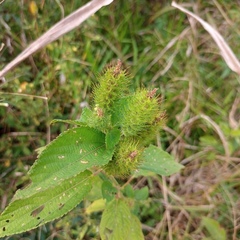 Acalypha arvensis