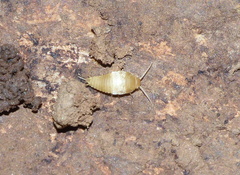 Nicoletiidae