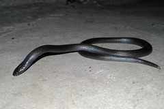 Atractaspis bibronii