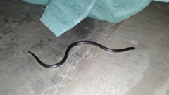 Atractaspis bibronii