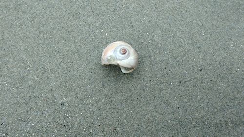 Naticidae