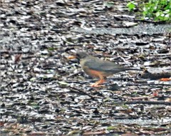 Turdus olivaceus pondoensis