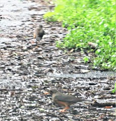 Turdus olivaceus pondoensis