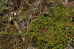 Silene stylosa