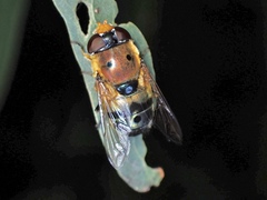 Austalis pulchella