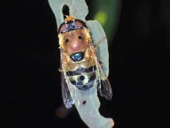 Austalis pulchella
