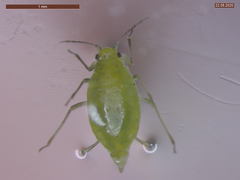 Cavariella aegopodii