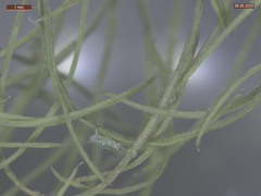 Cavariella aegopodii