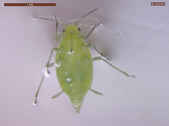 Cavariella aegopodii