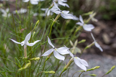 Lithotoma anethifolia