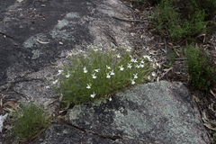 Lithotoma anethifolia