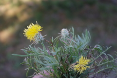 Centaurea rupestris