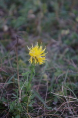 Centaurea rupestris