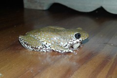 Hyperolius marginatus