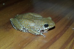 Hyperolius marginatus