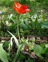 Tulipa fosteriana
